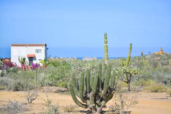 Tours y Excursiones en Los Cabos: Recorrido en Jeep a Todos Santos